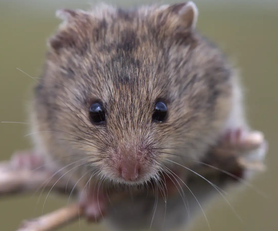 Cserkész Tamás_Sicista.jpg